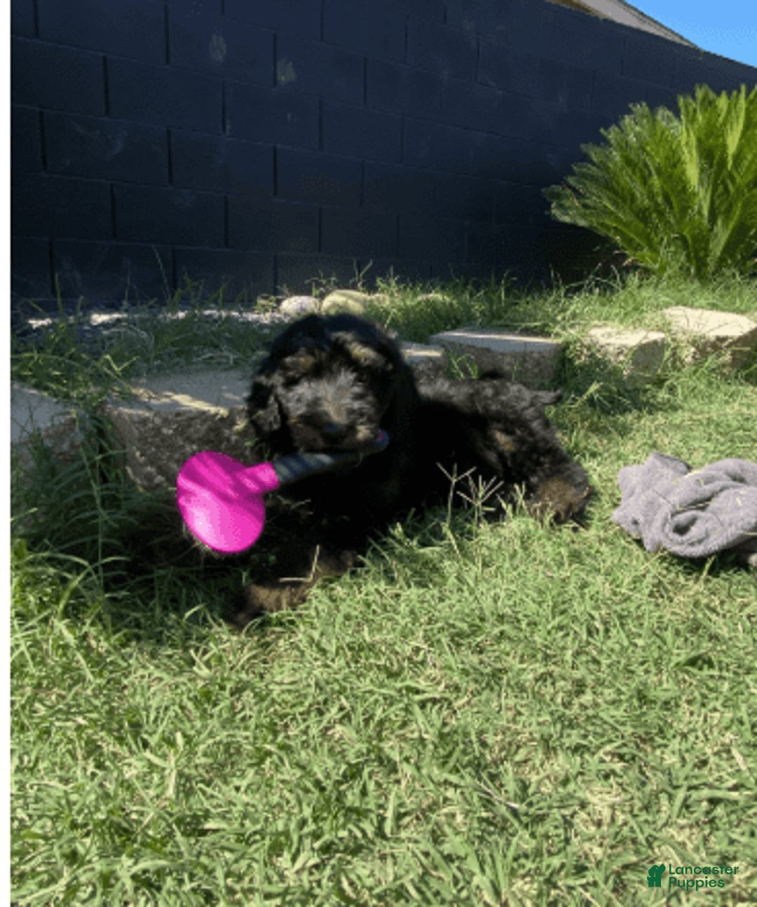 Bernedoodle dogs for sale: Baby Rocky - Image 5