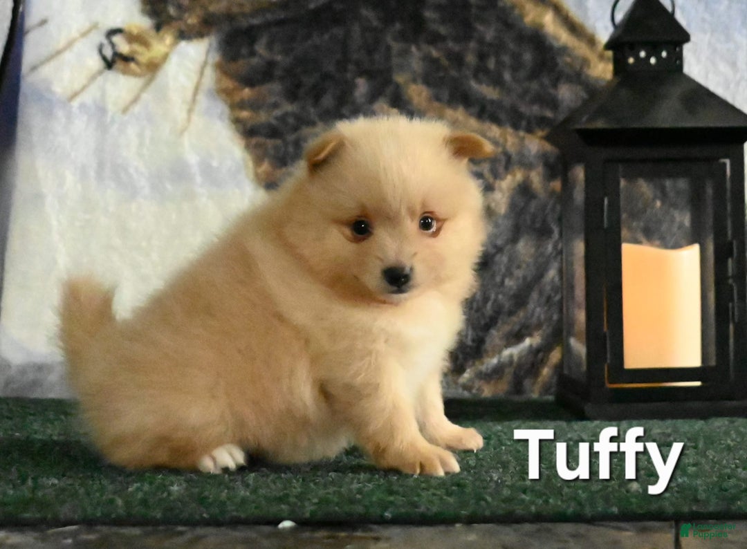 Pomeranian dogs for sale: Tuffy - Image 1