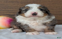 Mini Bernedoodle dogs for sale: Koda - Image 4