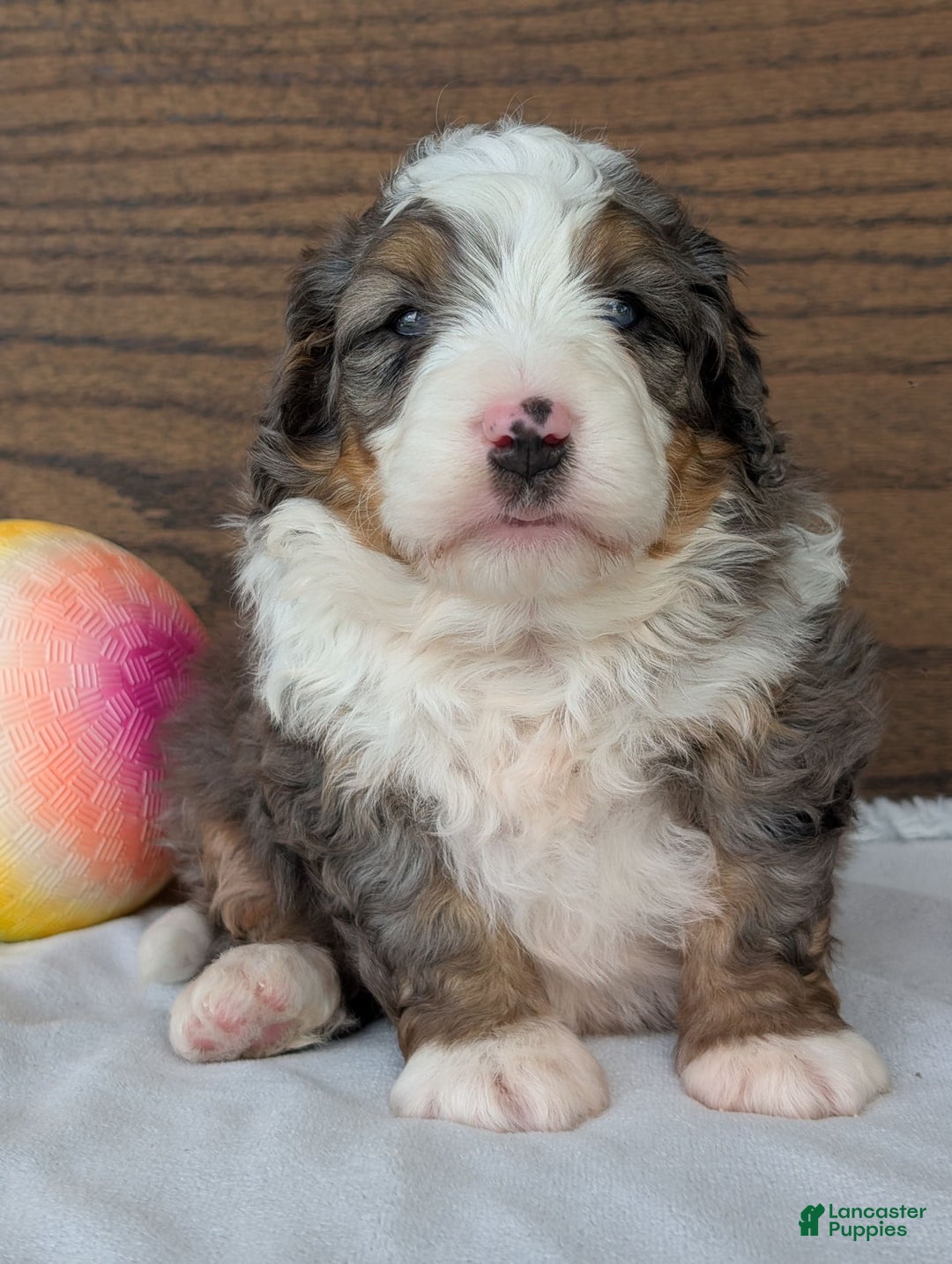 Mini Bernedoodle dogs for sale: Koda - Image 4