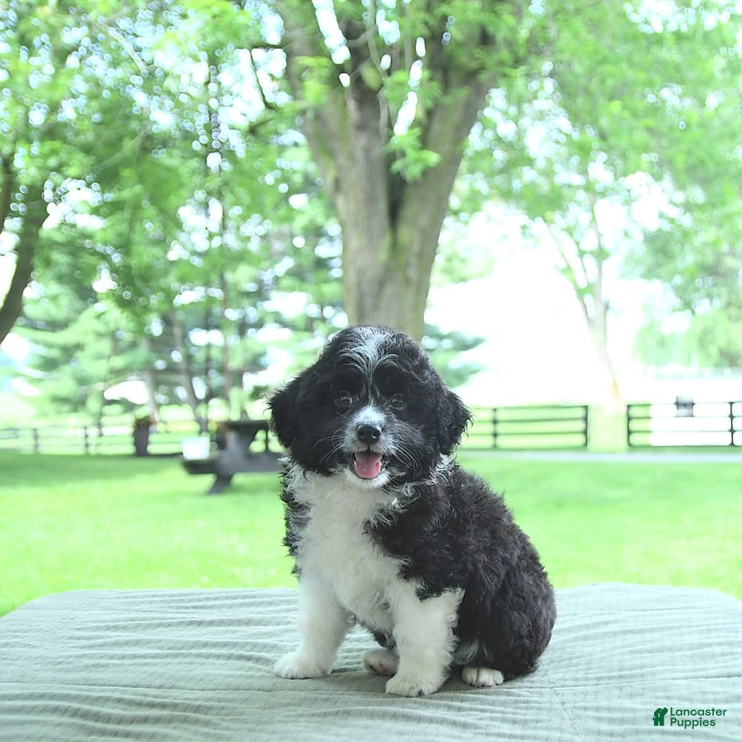 Mini Aussiedoodle dogs for sale: Walker - Image 2