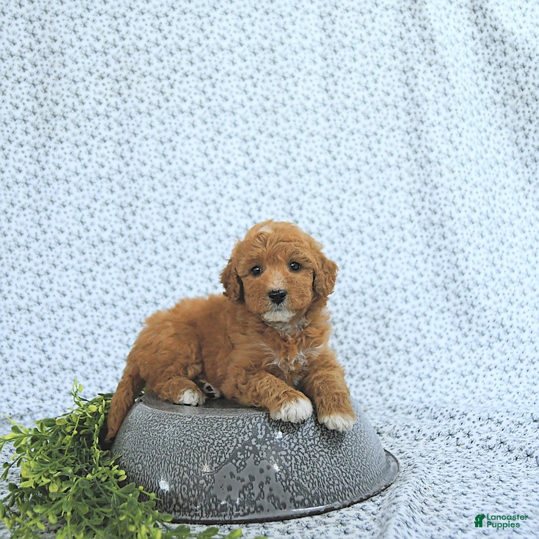 Mini Goldendoodle dogs for sale: Mason - Image 1