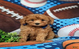 Cavapoo dogs for sale: Lewis Toy Size Hypoallergenic - Image 3