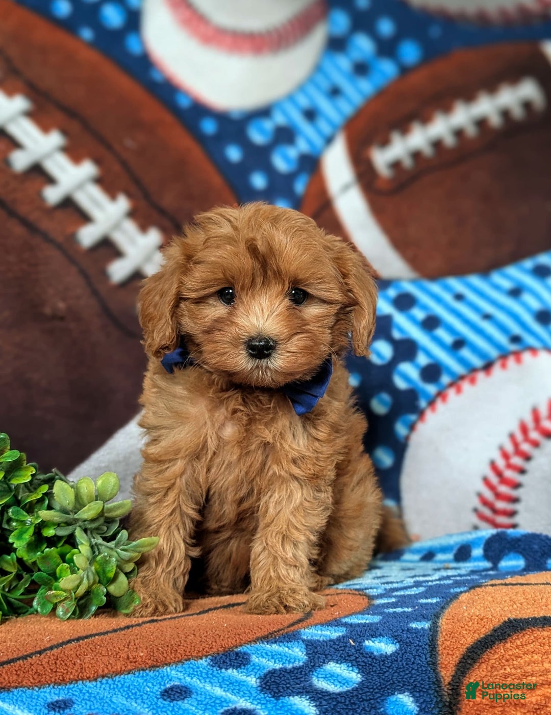 Cavapoo dogs for sale: Lewis Toy Size Hypoallergenic - Image 3
