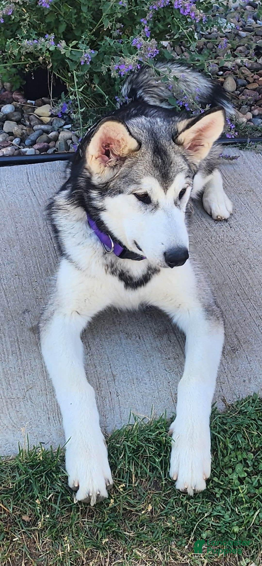 Alaskan Malamute dogs for sale: Pinga - Image 2