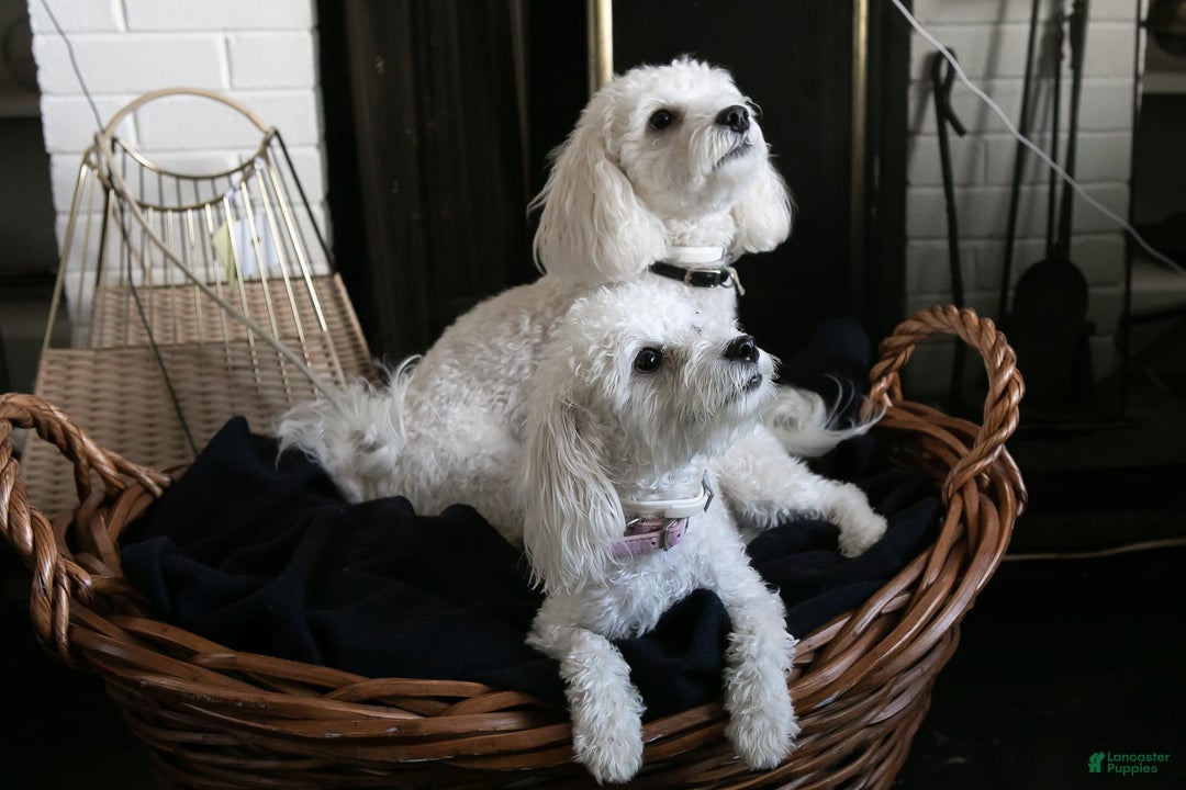 Maltipoo dogs for sale: Cee Cee - Image 7