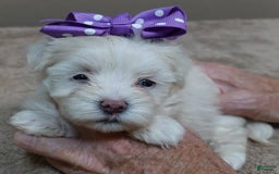 Maltese dogs for sale: Brooklyn - Image 16