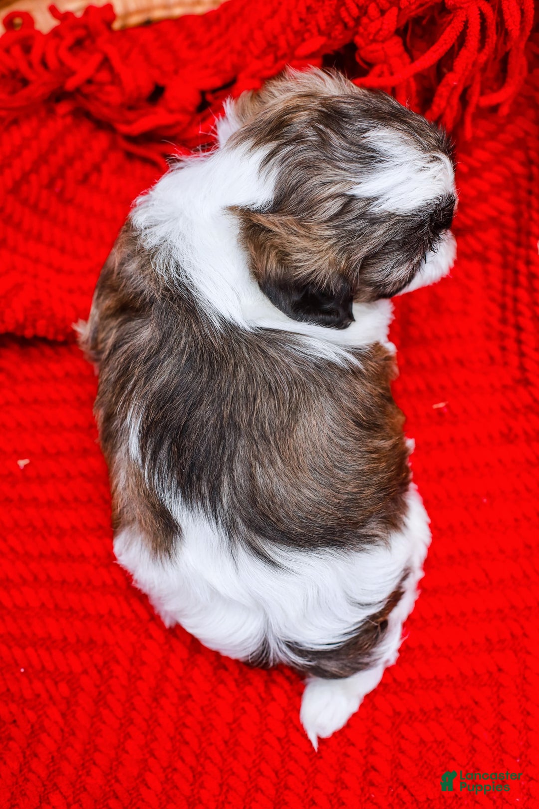 Shih Tzu dogs for sale: Easton - Image 6