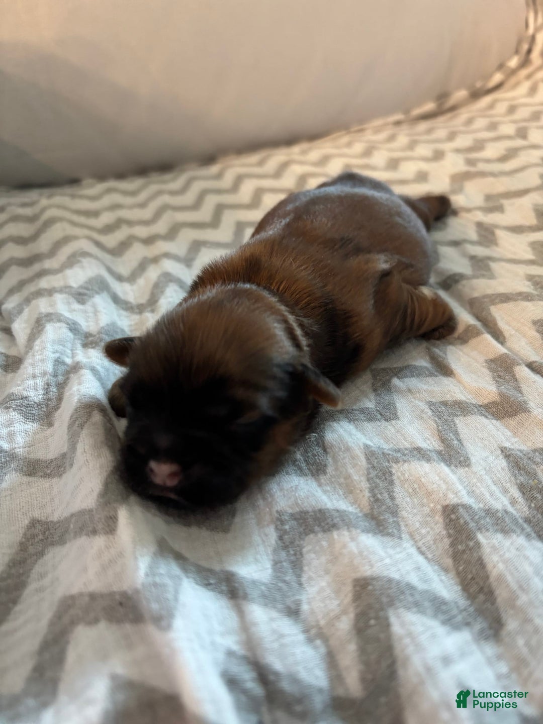 Teddy Bear dogs for sale: Jefferson - Image 2