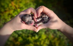 Morkie dogs for sale: Rare Merle Dragonfly - Image 3