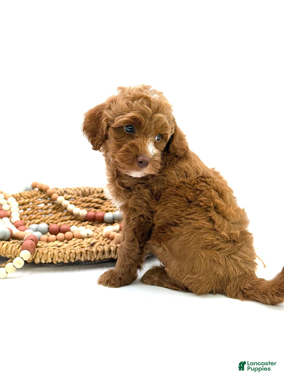 Mini Goldendoodle dogs for sale: Kordel Mini Brown Based - Image 5