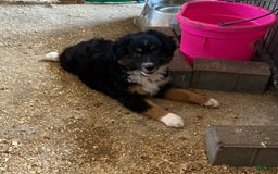  dogs for sale: Toy Australian Shepherd 2 puppies - Image 10