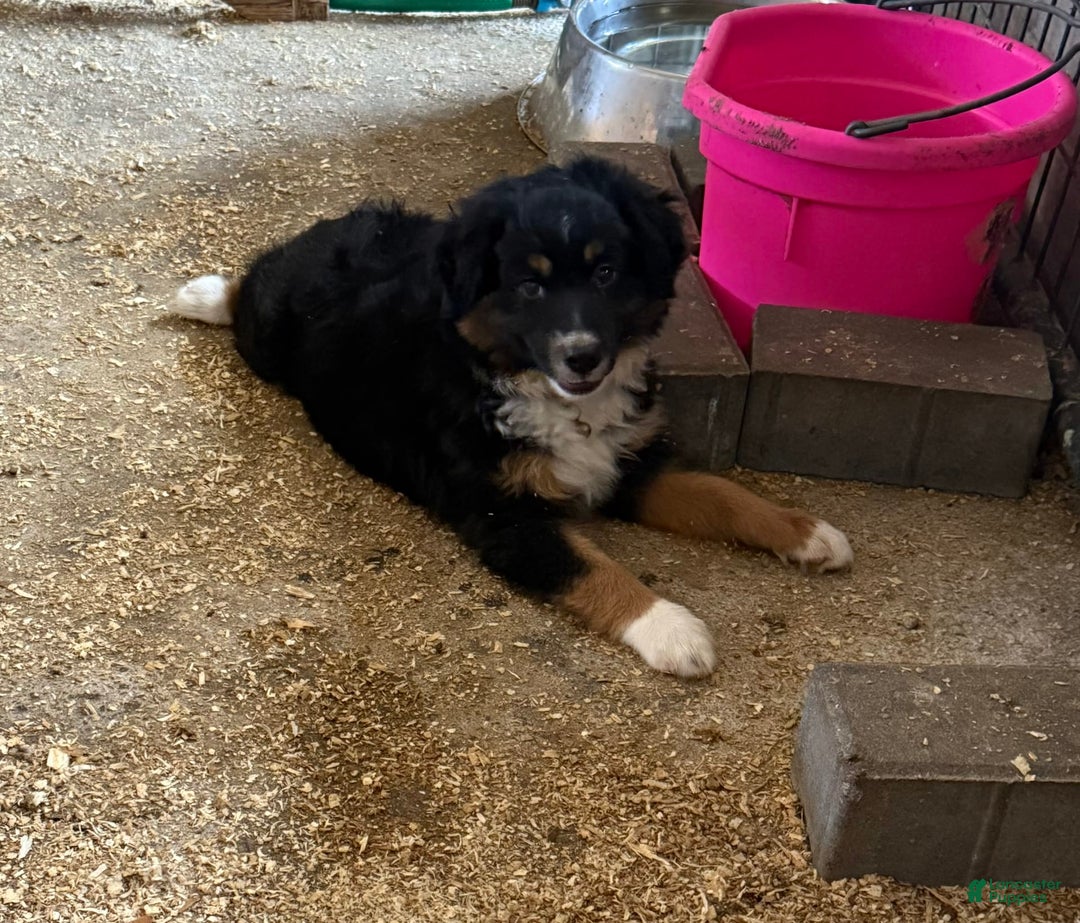  dogs for sale: Toy Australian Shepherd 2 puppies - Image 10