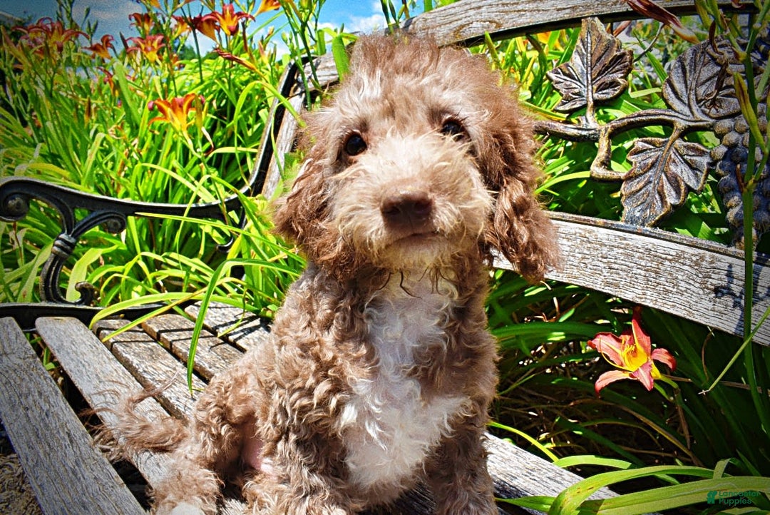 Havapoo dogs for sale: Toto - Image 23