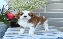 Cavalier King Charles Spaniel dogs for sale: Prince - Image 4
