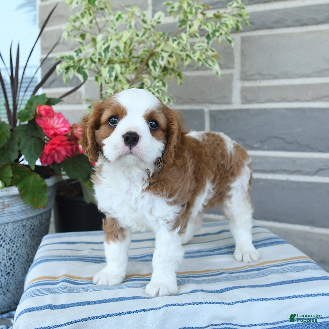 Cavalier King Charles Spaniel dogs for sale: Prince - Image 4