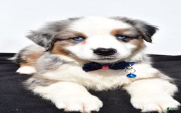 Miniature Australian Shepherd dogs for sale: Tundra - Image 11