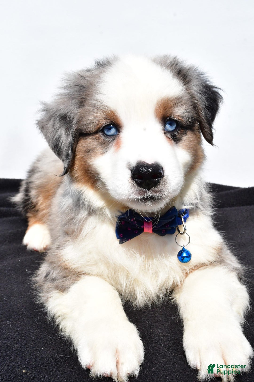 Miniature Australian Shepherd dogs for sale: Tundra - Image 11
