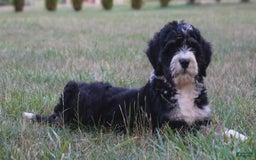 Bernedoodle dogs for sale: Twinkle - Image 2
