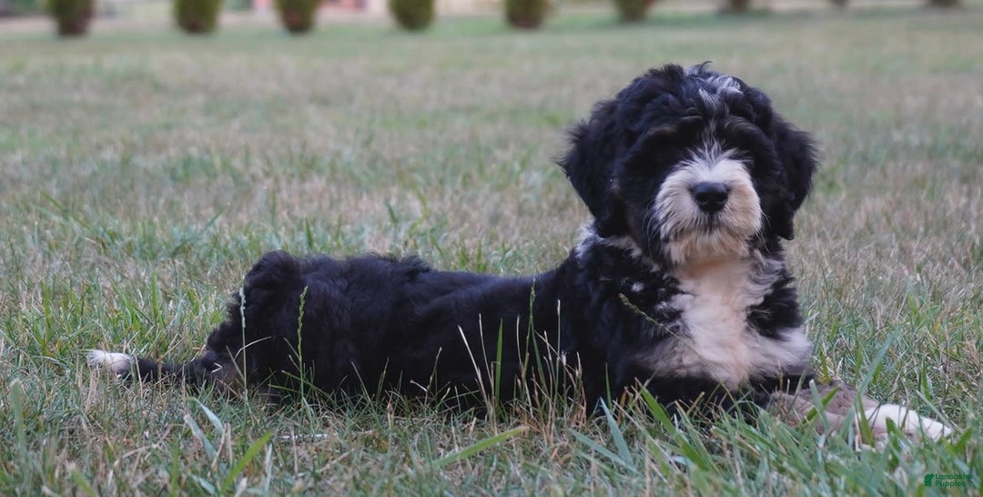 Bernedoodle dogs for sale: Twinkle - Image 2