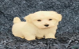 Havanese dogs for sale: Hank - Image 4