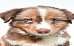 Miniature Australian Shepherd dogs for sale: Toby - Image 9