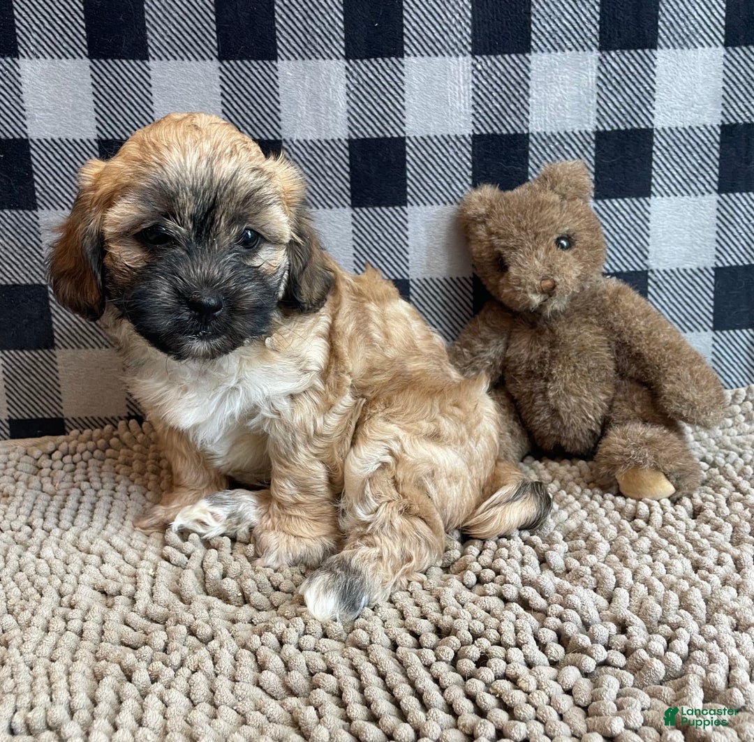 Teddy Bear dogs for sale: Sammy - Image 4