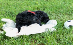 Shihpoo dogs for sale: Kia - Image 12