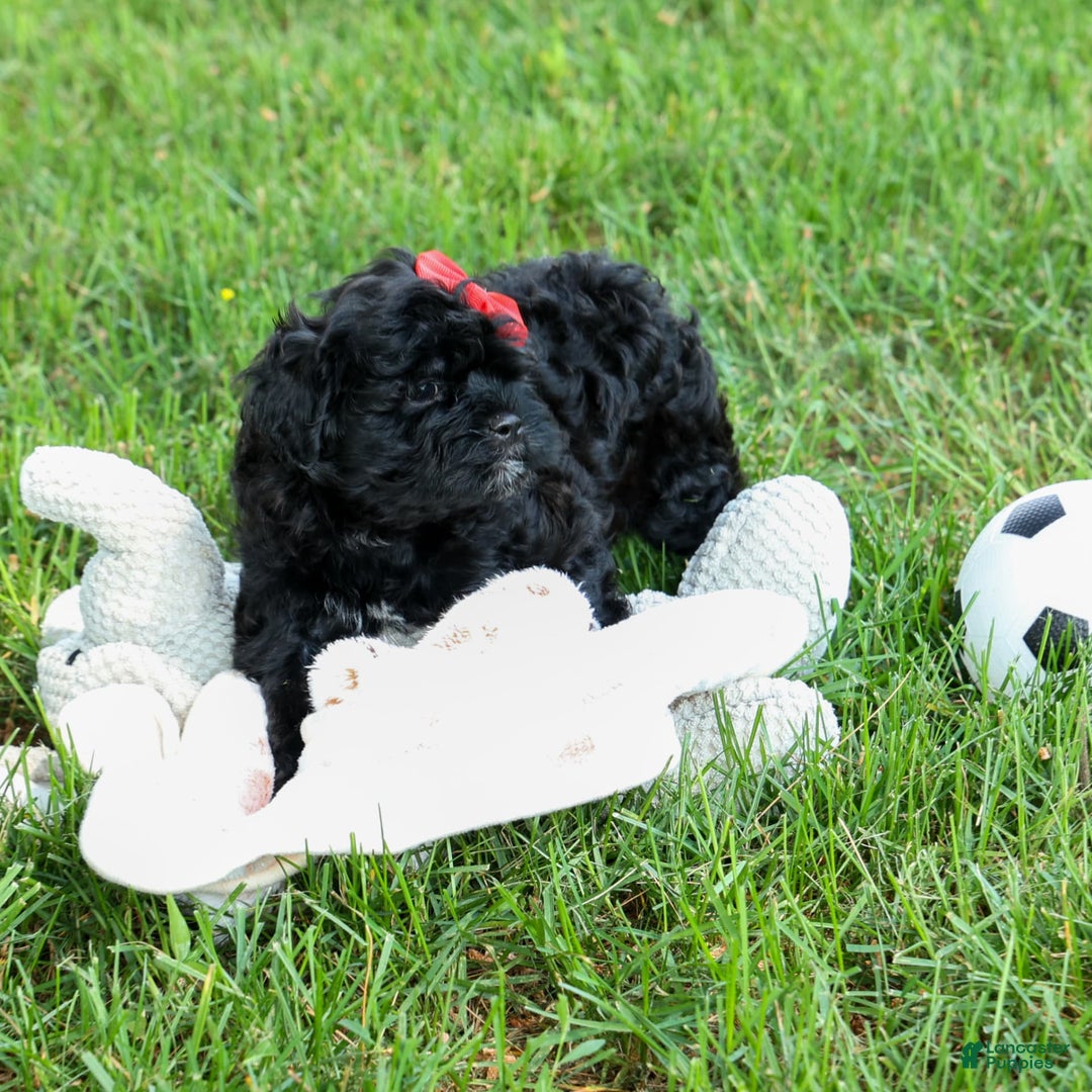 Shihpoo dogs for sale: Kia - Image 12