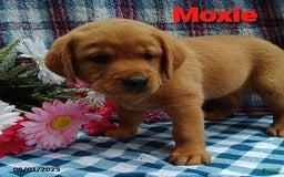 Labrador Retriever dogs for sale: Labrador Retriever 5 puppies - Image 15