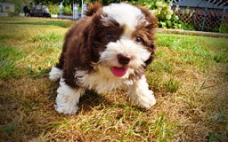 Havapoo dogs for sale: Harley - Image 12