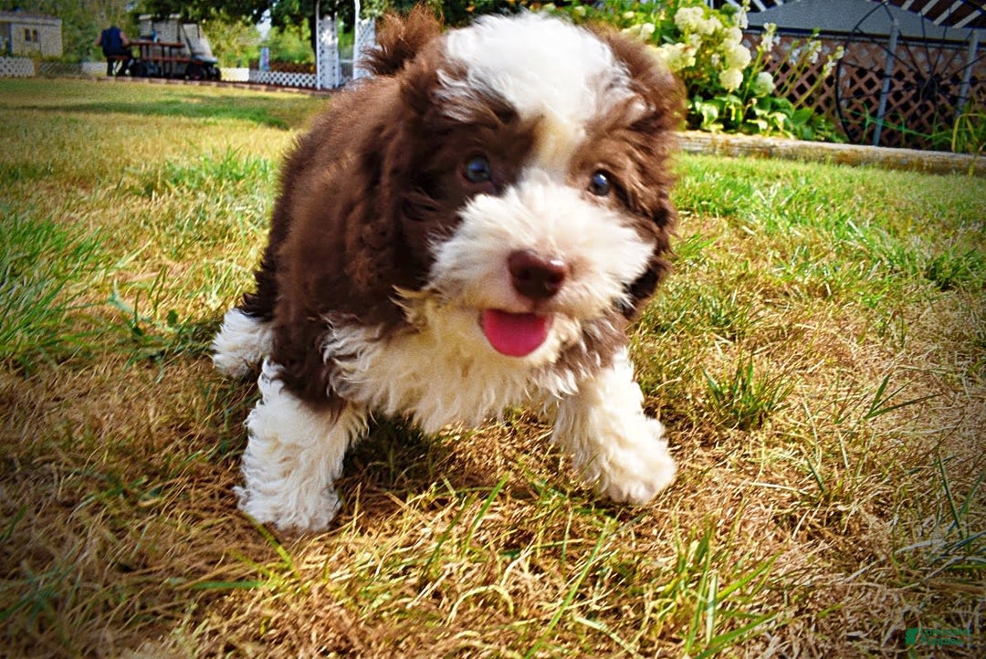 Havapoo dogs for sale: Harley - Image 12