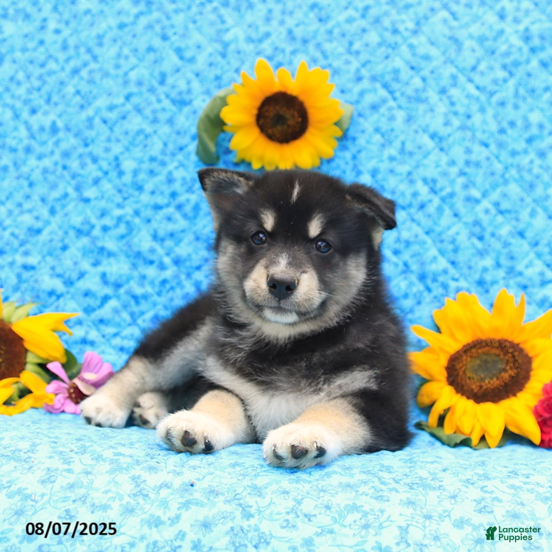 Pomsky dogs for sale: Murphy - Image 2