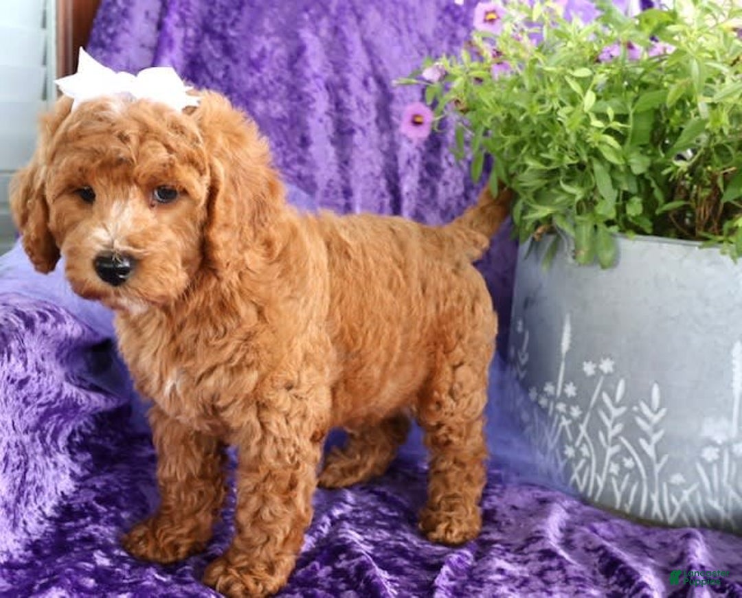 Mini Goldendoodle dogs for sale: Daisey Mae - Image 2