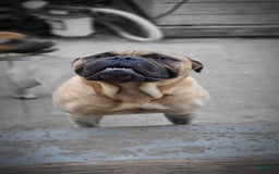 Bullmastiff dogs for sale: Josie - Image 6