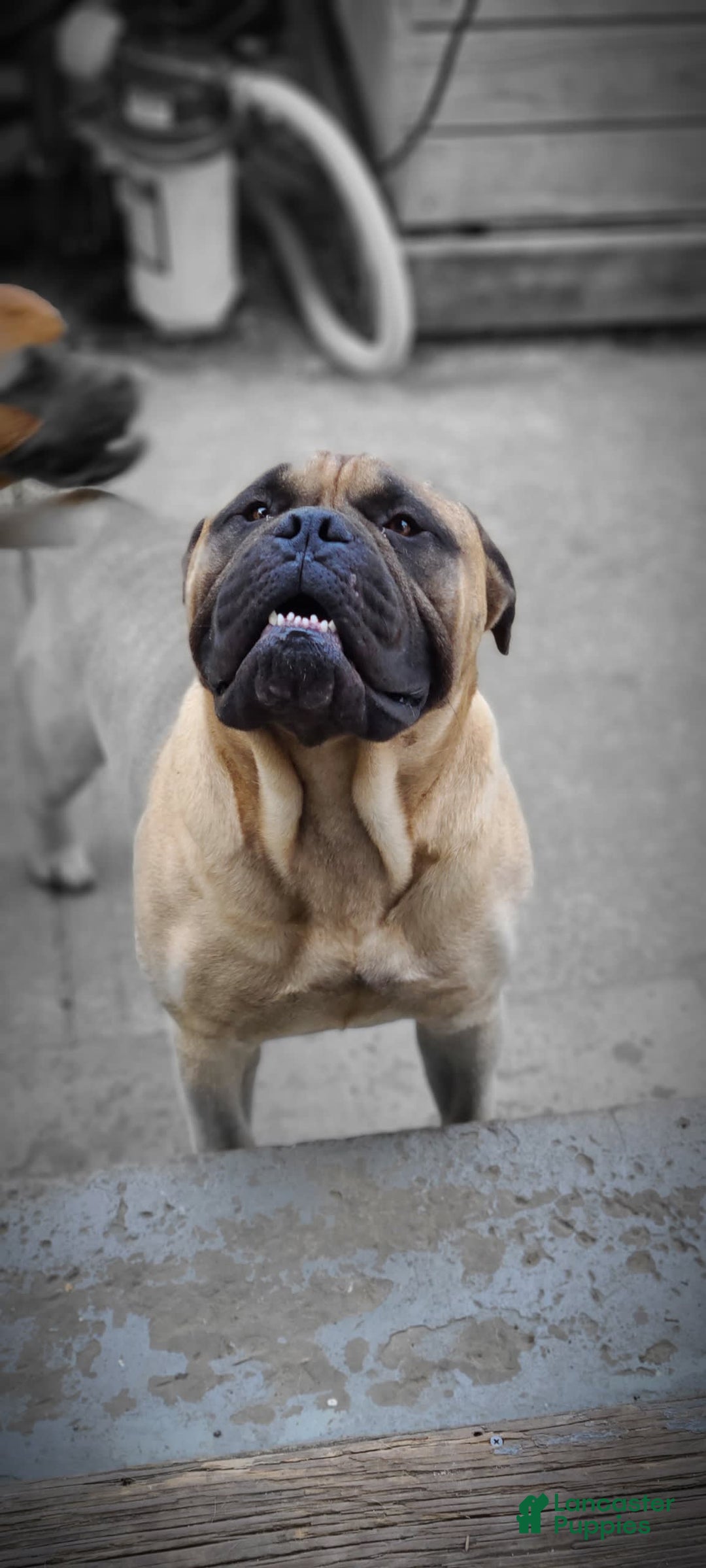 Bullmastiff dogs for sale: Josie - Image 6