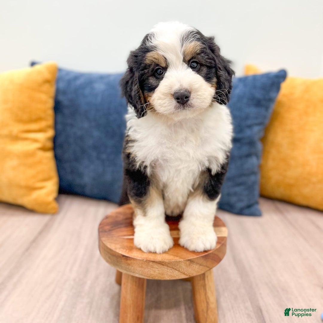 Mini Bernedoodle dogs for sale: Amelia - Image 3