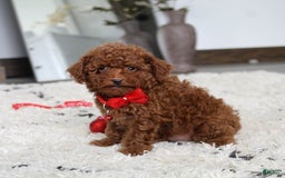 Toy Poodle dogs for sale: Eleanor - Image 6