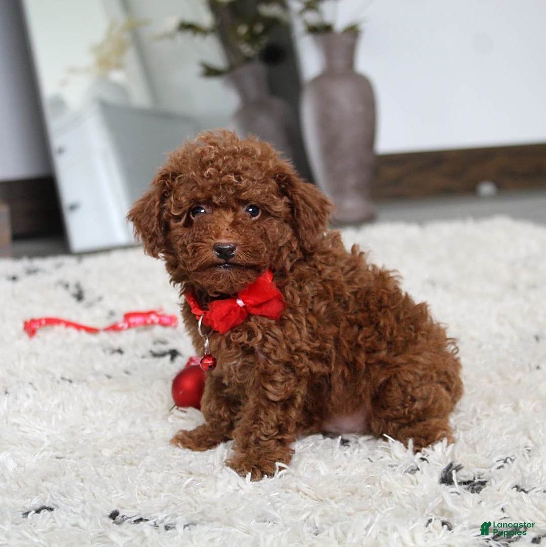 Toy Poodle dogs for sale: Eleanor - Image 6