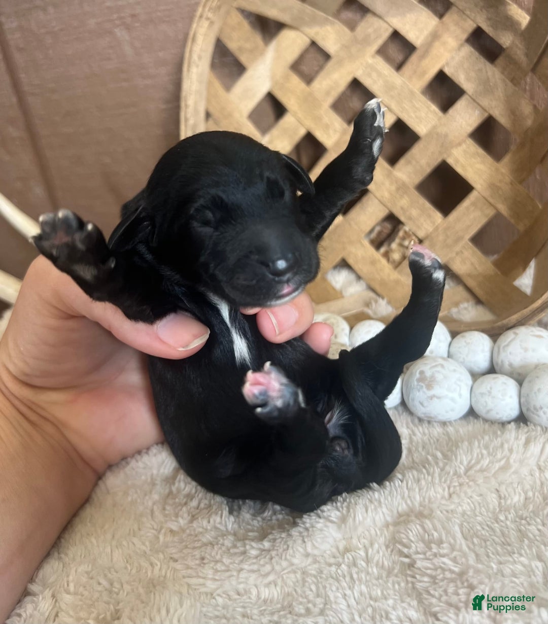 Goldendoodle dogs for sale: Skye - Image 2