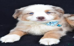 Miniature Australian Shepherd dogs for sale: Treasure - Image 5