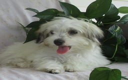 Morkie dogs for sale: Oliver - Image 2