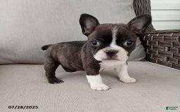 Frenchton dogs for sale: Jenna - Image 6