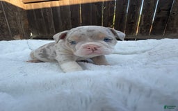 English Bulldog dogs for sale: Bleu Ivy - Image 1