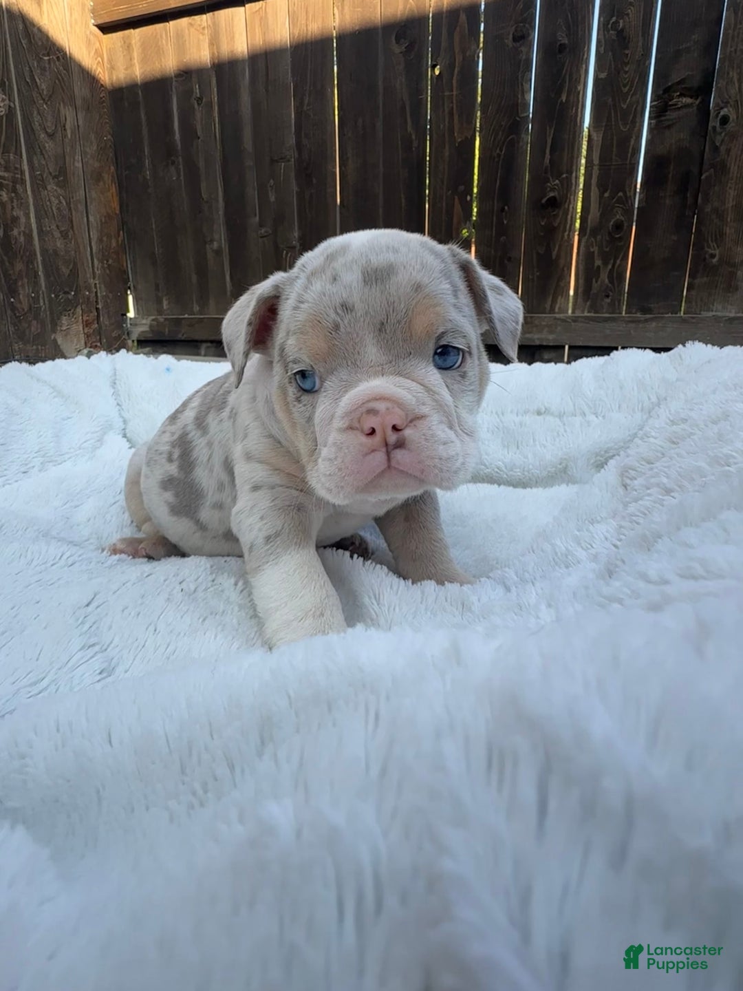 English Bulldog dogs for sale: Bleu Ivy - Image 1