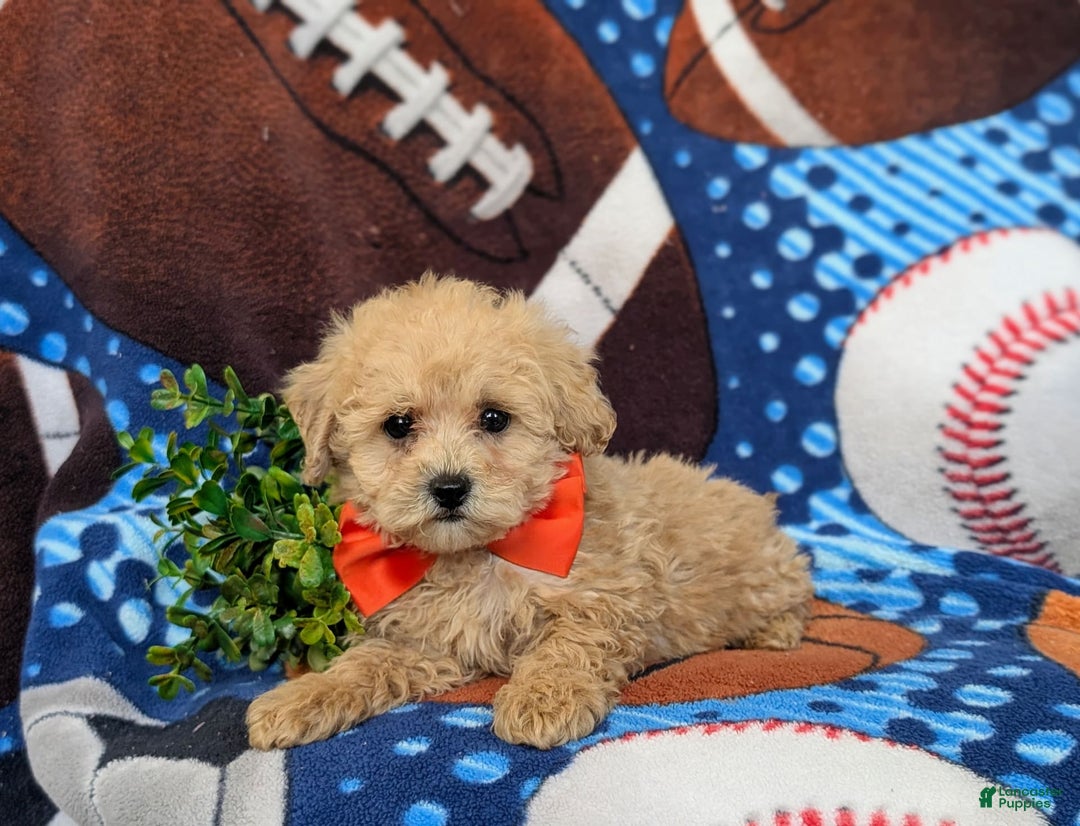Miniature Poodle dogs for sale: Fabian - Image 6