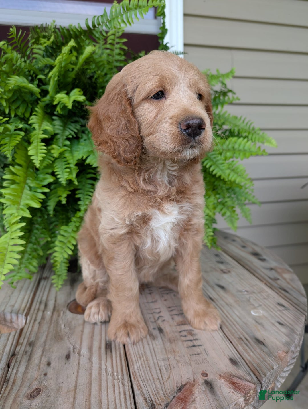 Goldendoodle dogs for sale: Lolly - Image 11