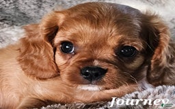 Cavalier King Charles Spaniel dogs for sale: Journey - Image 3