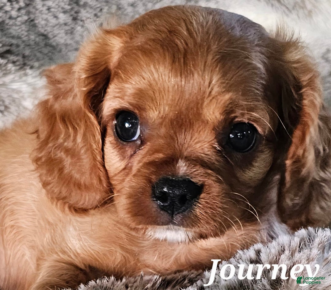 Cavalier King Charles Spaniel dogs for sale: Journey - Image 3