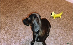 Dachshund dogs for sale: Sophie - Image 3